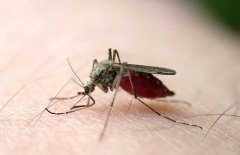 防治蚊子的技巧是什么？