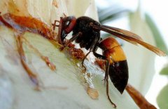 白蚁防治中心:对各种蜂类防治知识的总结